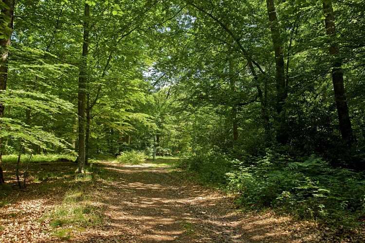 Boucle du Bois de Brenil