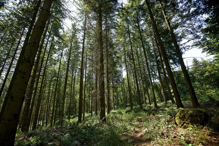 Boucle du Bois de Brenil