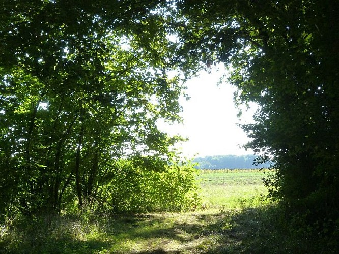 Saint-Loup-des-Vignes