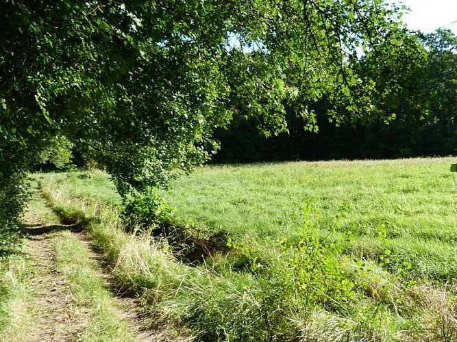 Saint-Loup-des-Vignes