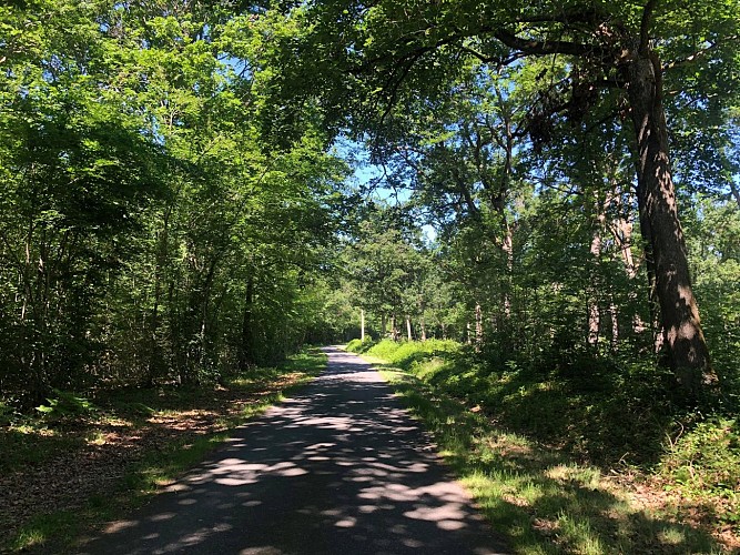 Promenade dans les bois de Sologne bourbonnaise