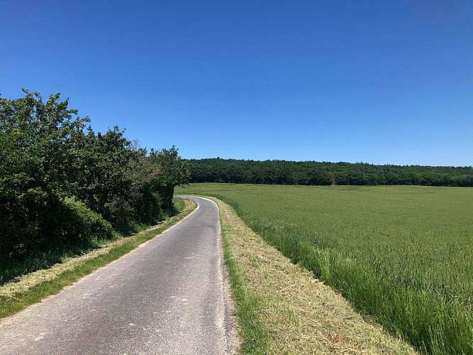 Petite balade dans les bois de Gouise