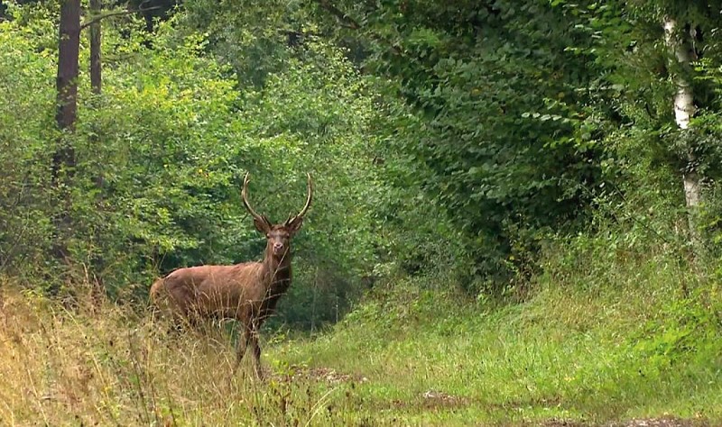 Circuit "A la poursuite du cerf du Bocage"