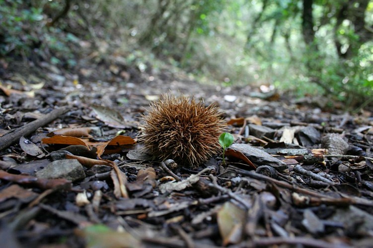 Cabrespine - Roc de l'aigle - grotte du Maquis de Trassanel ( Balisage jaune )