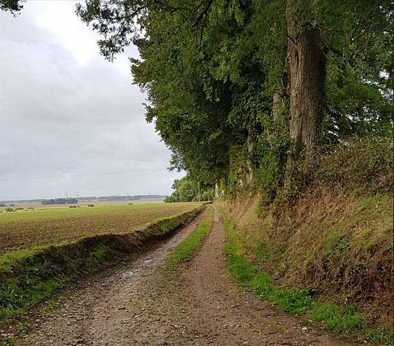 Circuit N° 8 : Le clos des Marnières