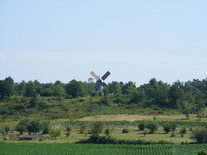 La Tour Blanche 2014 (43)