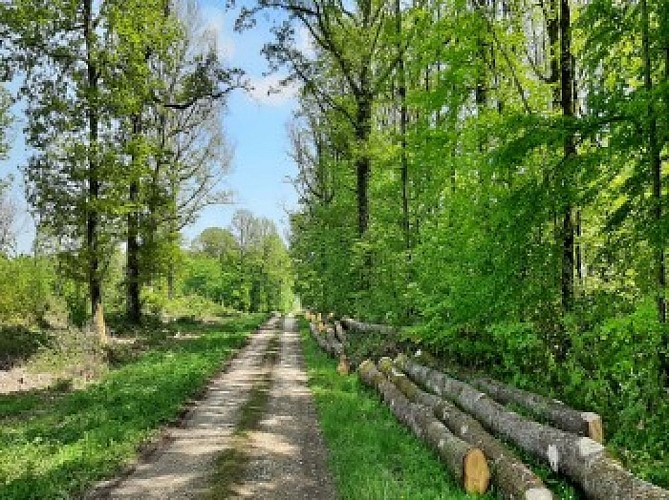 chemin 