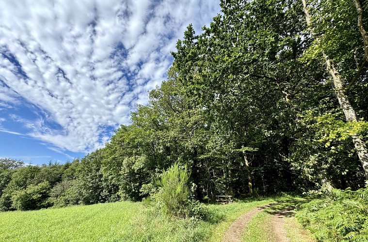 VTT-Entre-bronze-et-ourthe©MFSH-TEXTO Pascal Willems (17)