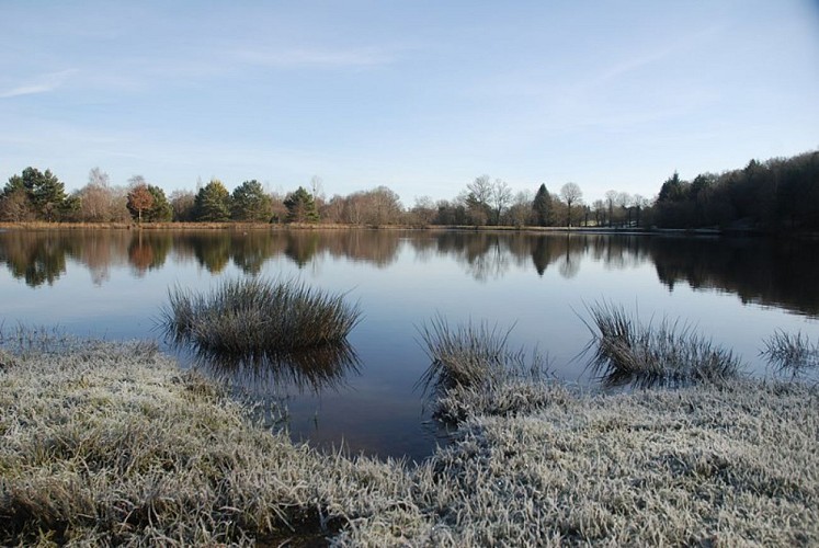 Etang de la Marette