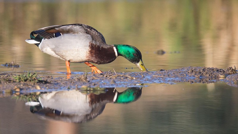 canard colvert