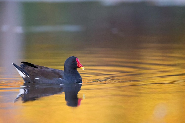 gallinule poule d_eau