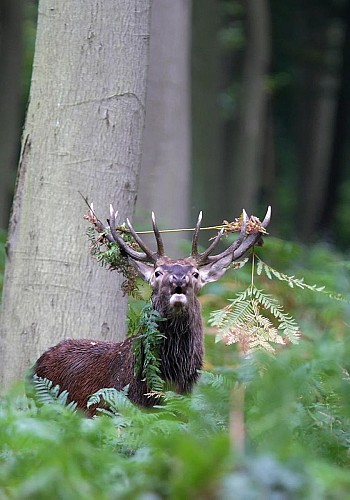 cerf_dgest_fnc_201900018