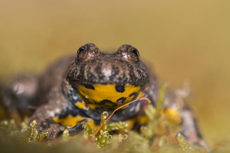 sonneur a ventre jaune