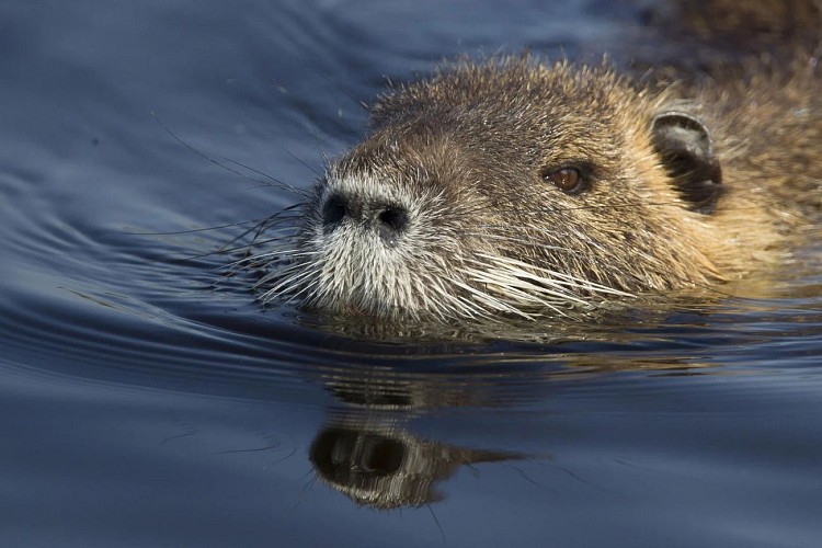 autresmammiferes_fnc_dgestim201747 (3) 2