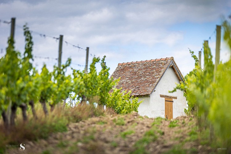 Circuit Gravel 36 km - Chemin des vignobles