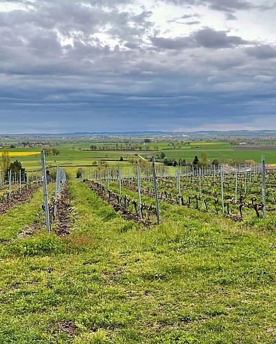 Circuit Gravel 36 km - Chemin des vignobles