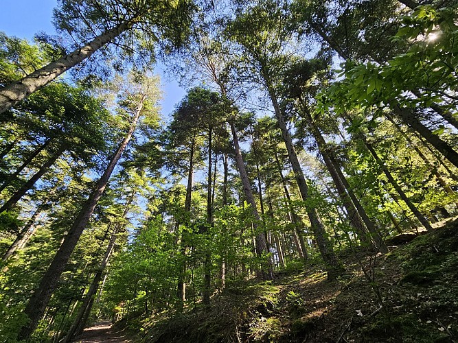 Au cœur de la forêt