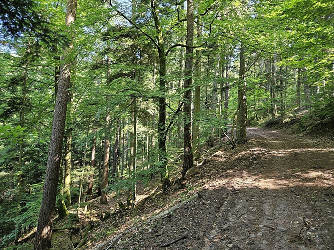 Circuit du Gauxberg - Anneau rouge