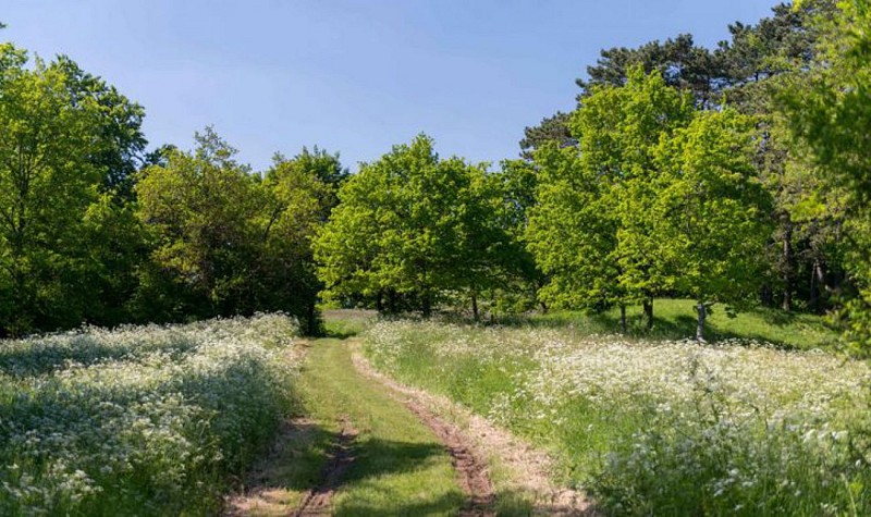 Notre-Dame du Gros-Chene