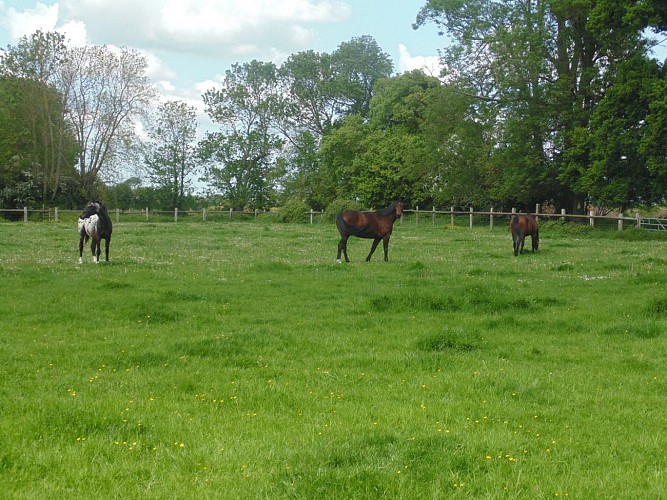 Balade au bord de la Risle (départ de Conteville)