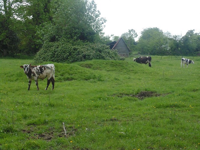 Balade au bord de la Risle (départ de Conteville)