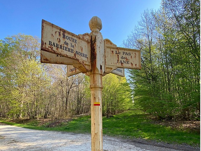 Forêt de Ferrières