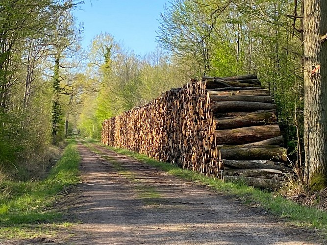 Forêt de Ferrières