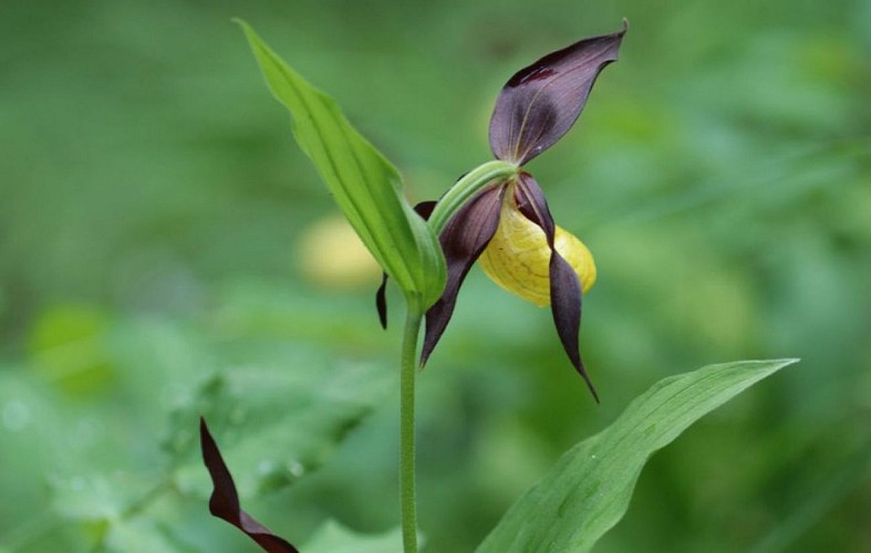Orchidée sabot de venus