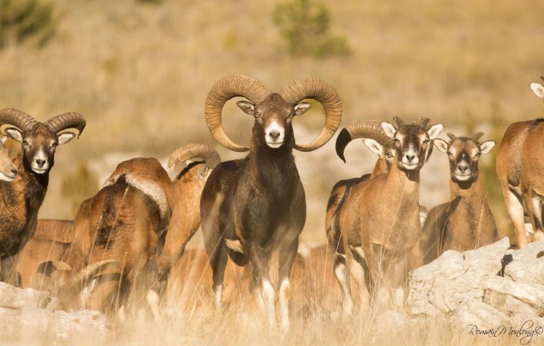 Troupeau de mouflons