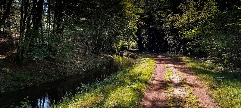 Rigole d'Yonne sous bois_août 2020_Xavier Mathiaud (30)