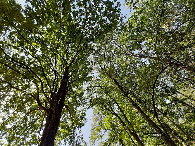 Forêt d'Orléans_2020-Tourisme Loiret E.Brun