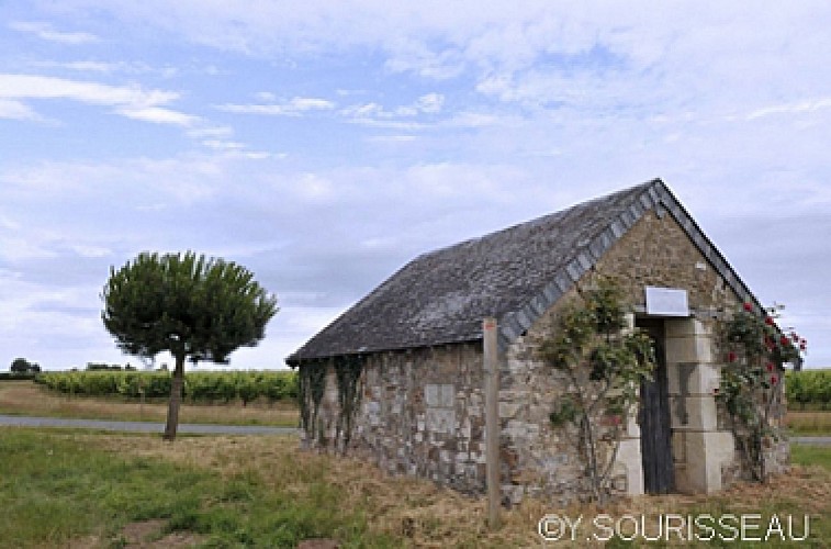 Circuit des Cabanes de Vignes - Brissac-Quincé
