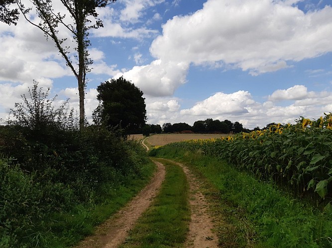 En sortant des Bois de la Faye, la balade sauvage