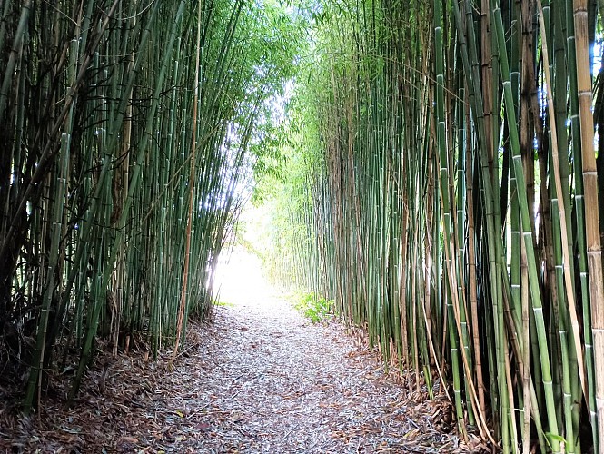passage entre les bambous