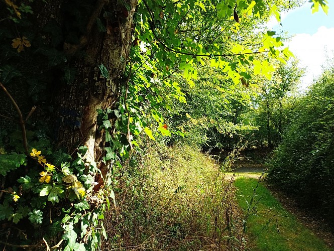 circuit des Tuileries Argentières commune de Praille La Couarde (1)