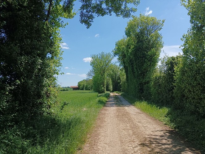 Le chemin des lavandières