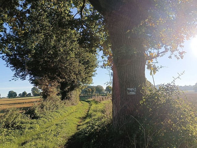 Lambon-Gros-Bois (2)