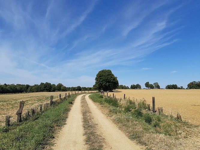 Lambon-Gros-Bois