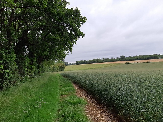 Chemin enherbé en hauteur de la vallée Paris