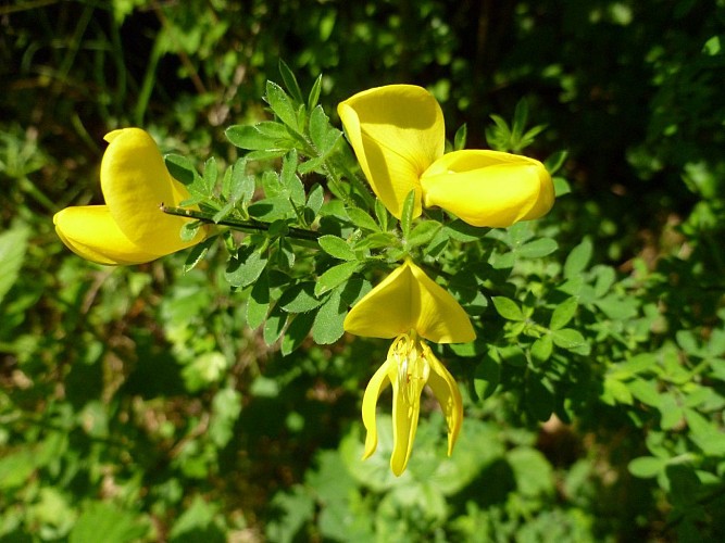 La Maladrie - Marcourt ( Commune RENDEUX )