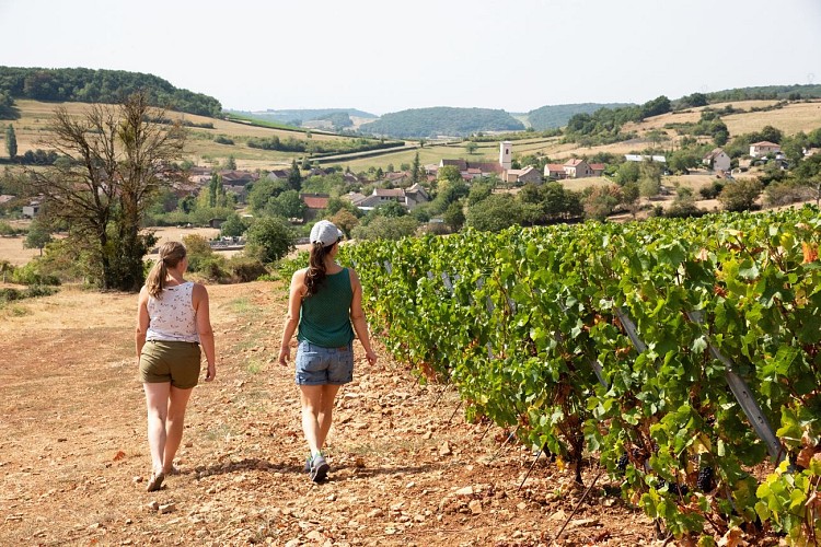 MANCEY Balade dans les vignes de Mancey