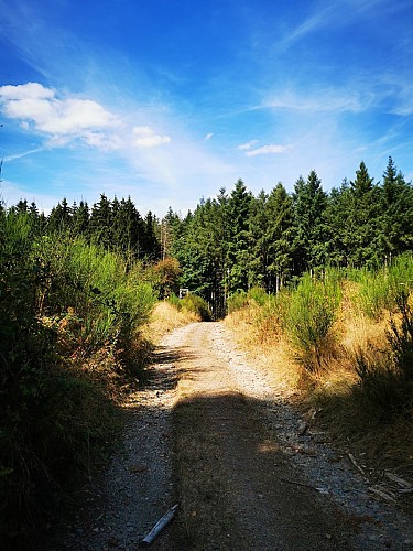 NG14 Promenade Saint-Michel - Masbourg - Groene ruitmarkering