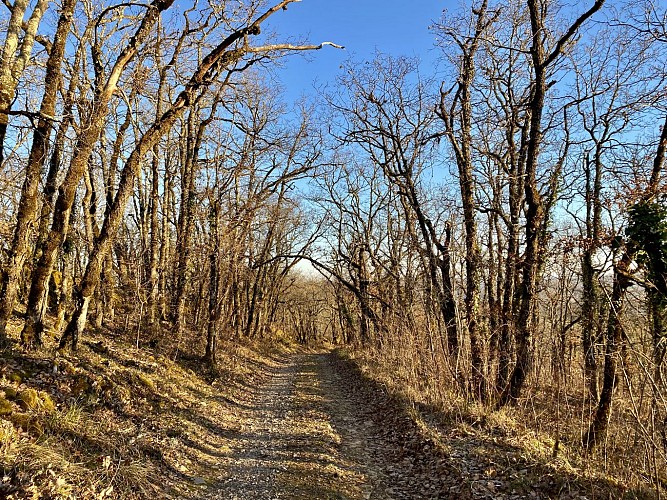 Chemin des Peyroutilles - Salviac