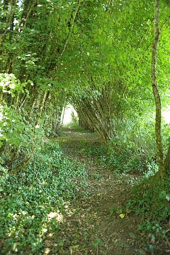 Le chemin en sous-bois