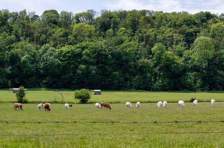 Sentier les Têtes d'Halaux