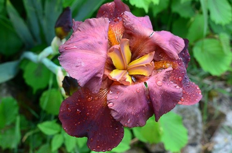 0772_AubiacPaponIris5