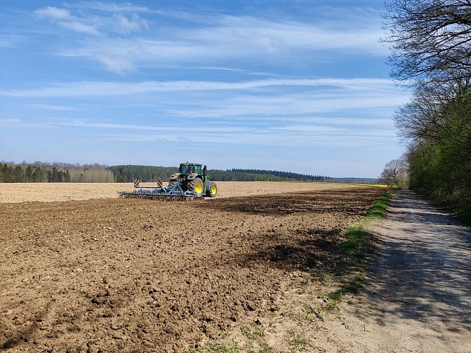 Champs le long de la drève des Quatre Chênes