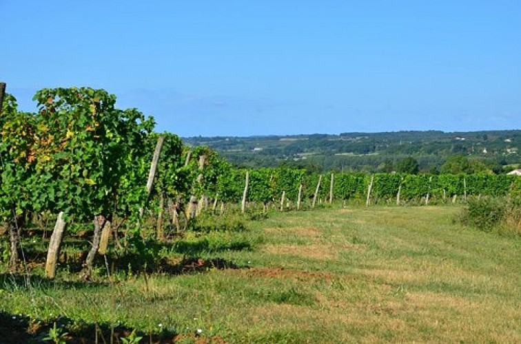 0544_StSerninCastelgaillardVignoble