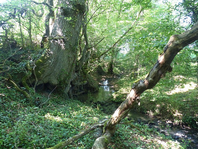 Circuit Poubaux nord franchesse