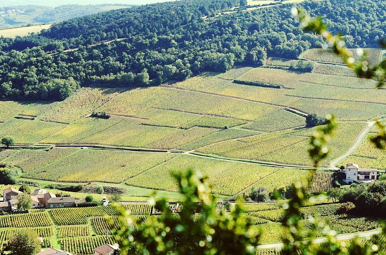 Entre vigne et roche (3)